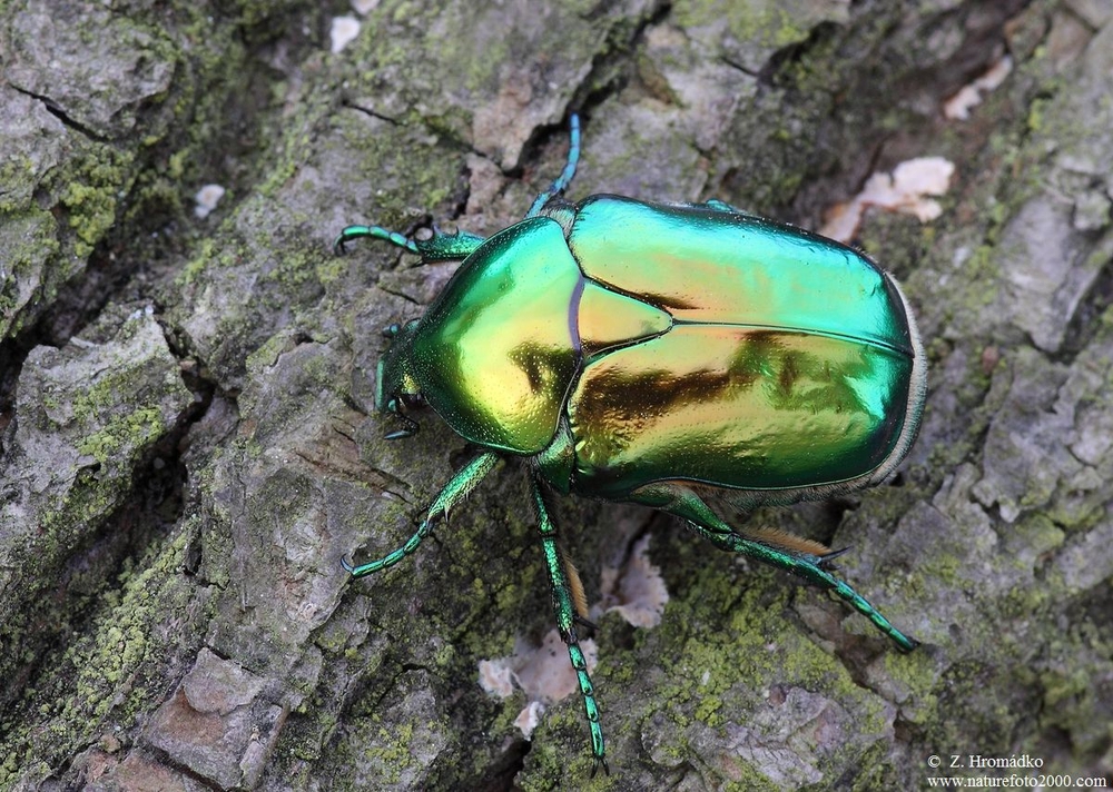 , Protaetia speciosissima (Scopoli, 1786) (Beetles, Coleoptera)